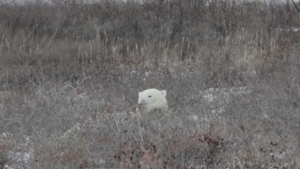 Bär liegt im Schneefeld — Stockvideo