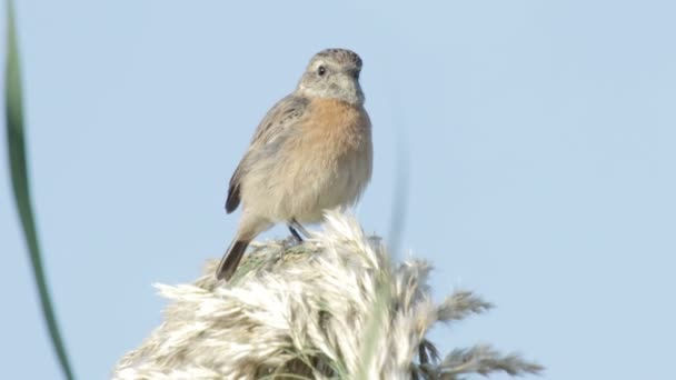 Sparrow sedí na rostlině — Stock video