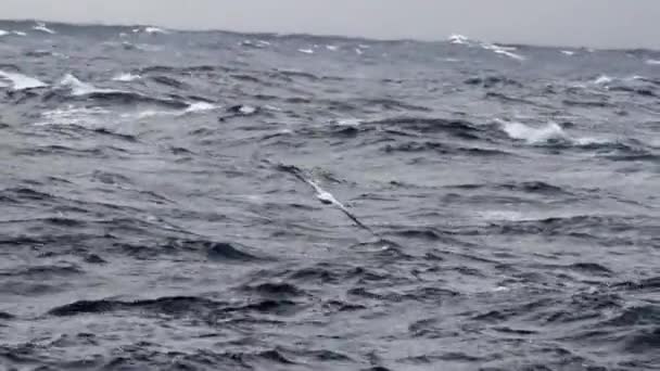 Gaviota volando sobre el agua — Vídeo de stock