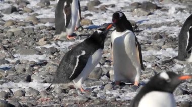 Kıyıda yemek penguenler