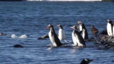 Kıyıya yüzmeye penguenler