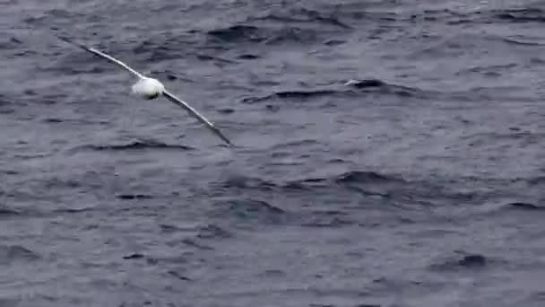 Gaviota volando sobre el agua — Vídeo de stock