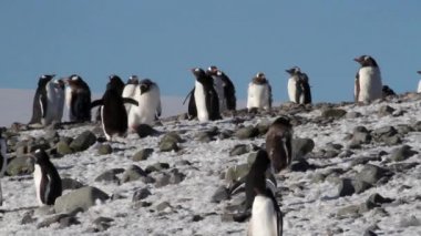 Siyahlısı sahilde yürüyen penguenler
