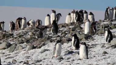 Siyahlısı sahilde yürüyen penguenler