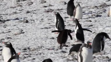 Siyahlısı sahilde yürüyen penguenler