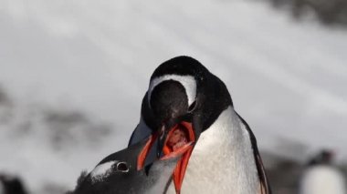 Kıyıda aşağılık penguenler