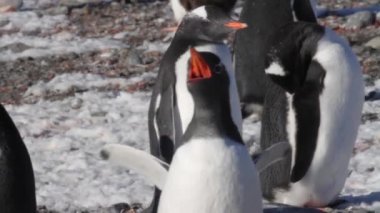 Siyahlısı sahilde yürüyen penguenler