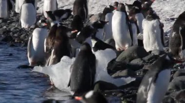 Siyahlısı sahilde yürüyen penguenler