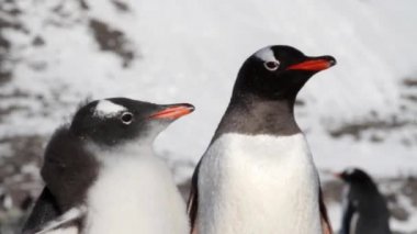 Kıyıda aşağılık penguenler