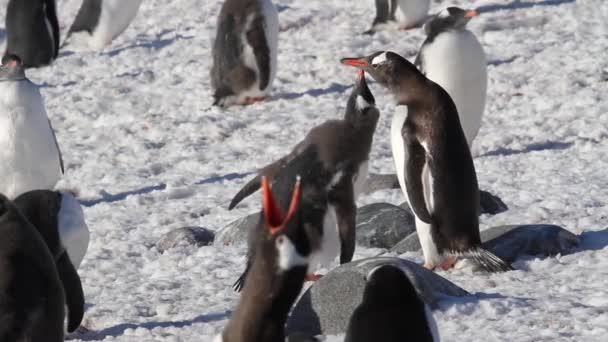 Pinguini che si pavoneggiano sulla riva — Video Stock