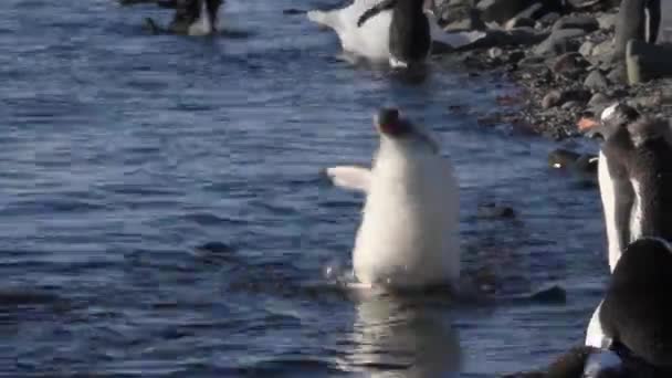 Pingüinos caminando en el agua — Vídeo de stock