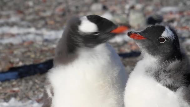 Pingvinek tollászkodás partján