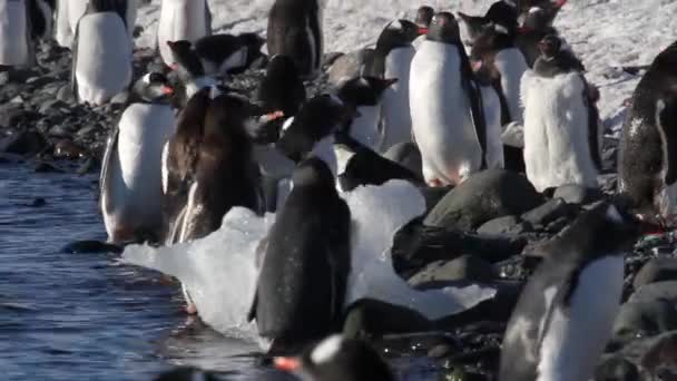 Pingüinos caminando en la orilla — Vídeo de stock