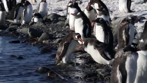 Пингвины прогуливаются по берегу — стоковое видео