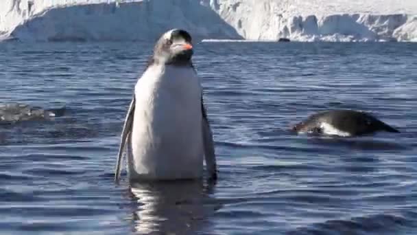 Penguins swimming on shore — Stock Video