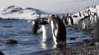 Siyahlısı sahilde yürüyen penguenler