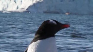 Penguenler suda yüzmek