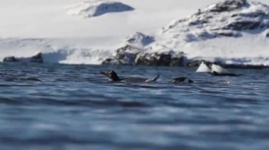 Penguenler suda yüzmek