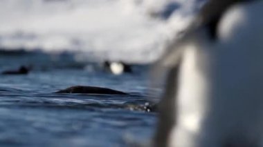 Penguenler suda yüzmek