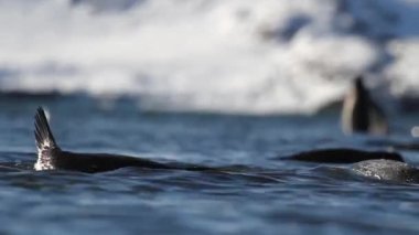 Penguenler suda yüzmek