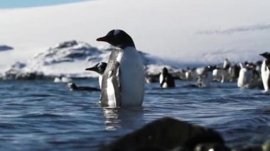 Penguenler yürüyüş ve Yüzme