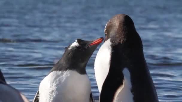 Pinguïns preening in water — Stockvideo