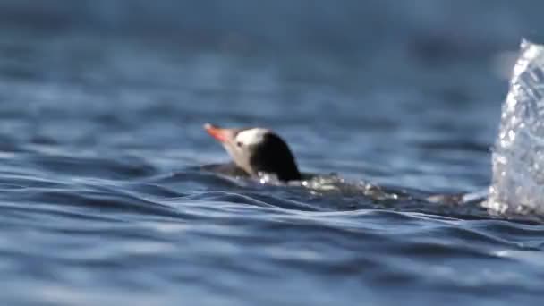 Pingüinos nadando en el agua — Vídeos de Stock