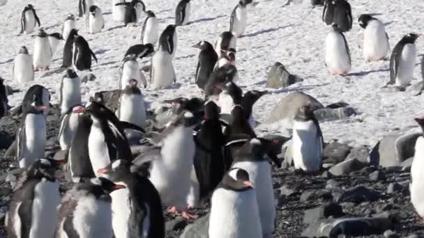 Pinguïns walking op de wal — Stockvideo