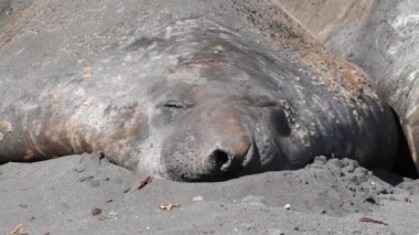 Deniz aslanlarının kumsalda uyuyor