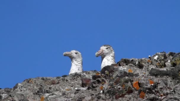 Fåglar som sitter på sten — Stockvideo
