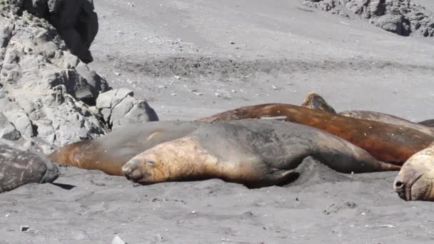 Sigilli elefanti che dormono sulla spiaggia — Video Stock