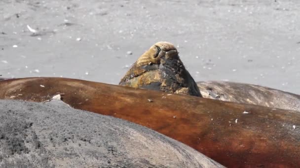 Elefantenrobben schlafen am Strand — Stockvideo