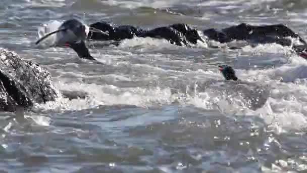 Pinguini che nuotano in acqua — Video Stock