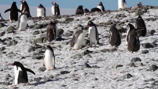 Pinguini che mangiano sulla riva — Video Stock