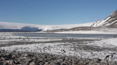 Siyahlısı sahilde yürüyen penguenler