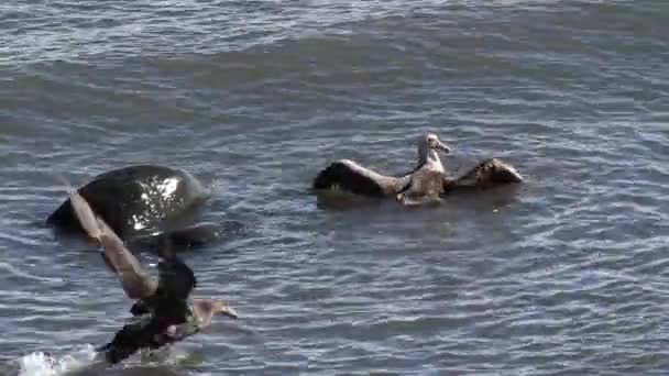 Aves en la superficie del agua — Vídeo de stock