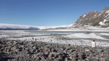 Siyahlısı sahilde yürüyen penguenler