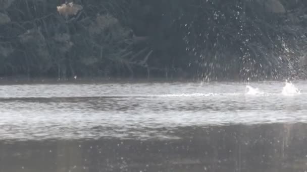 Vögel fliegen über Wasser — Stockvideo
