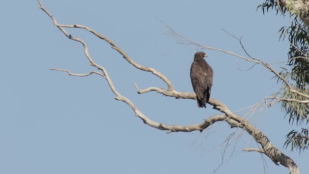 Bird sits on branch — Stock Video