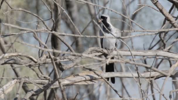 Pájaro se sienta en el árbol — Vídeo de stock