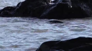 Penguenler suda yüzmek