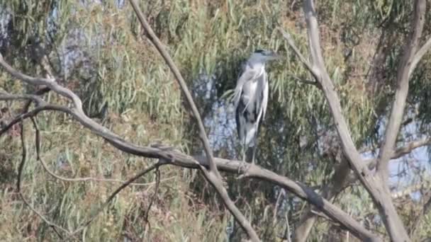 Oiseau assis sur l'arbre 