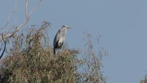 Vogel zit op boom — Stockvideo