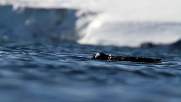Пингвины плавают в воде — стоковое видео