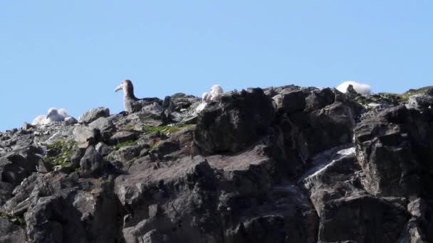 Birds sitting on shore — Stock Video