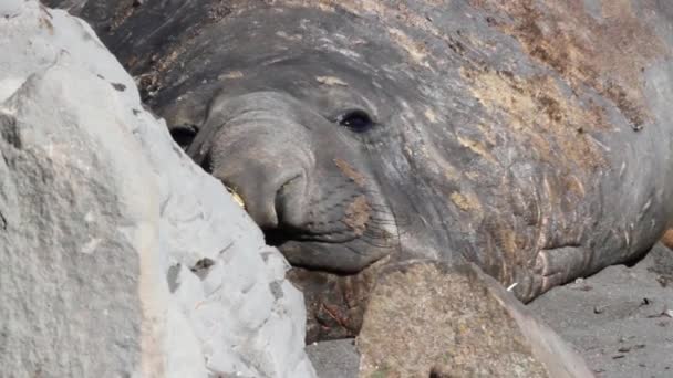 Sleepy Elephant seal — Stock Video