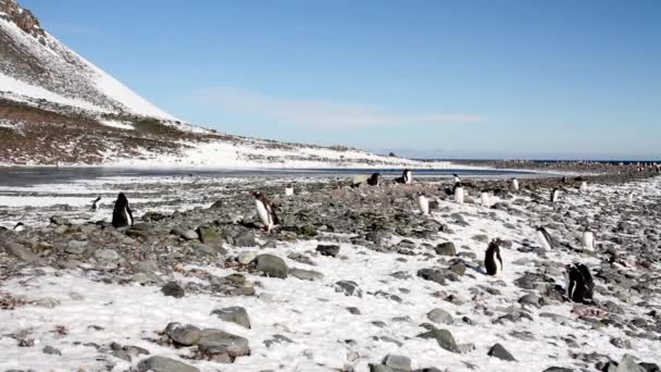 Pingüinos caminando en la orilla — Vídeo de stock