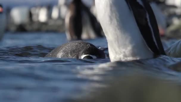 Pingüinos caminando en el agua — Vídeos de Stock