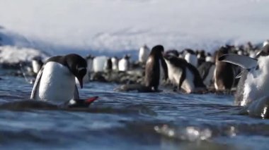 Suda yürüyen penguenler