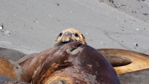 Elephant seal looking — Stock Video